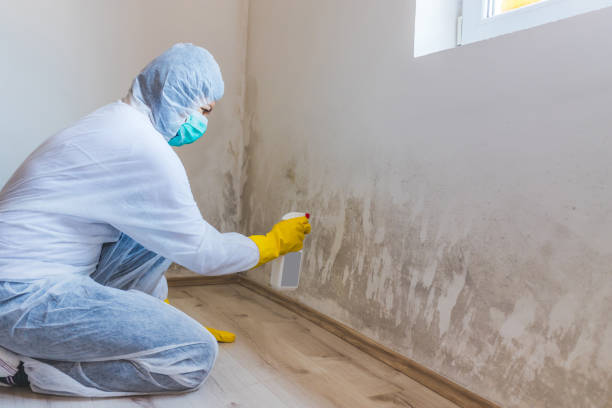 Crawl Space Mold Remediation treatment of floor joists in Port Orchard