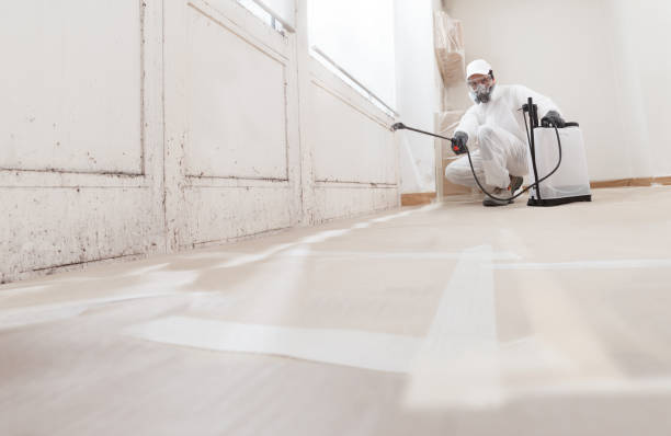 Black mold remediation team in Port Orchard