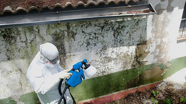 Mold Removal service in Port Orchard